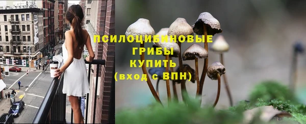 сатива Новодвинск